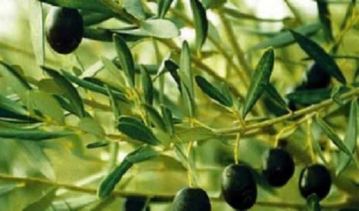 Ξεκινούν οι αιτήσεις για την ενιαία ενίσχυση 2015