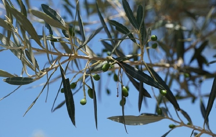 Πως η ελιά θα σώσει την ελληνική οικονομία