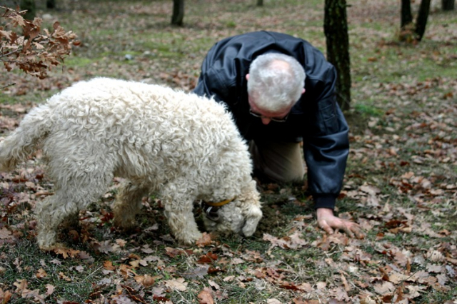 2b Σκύλος lagotto στη διάρκεια εργασίας