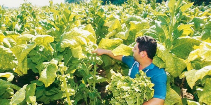 Πληρώνονται τη Δευτέρα οι καπνοπαραγωγοί