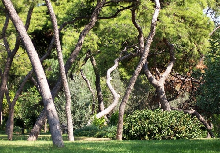 Πως επιδοτούνται εως 65% επιχειρήσεις δασοκομίας