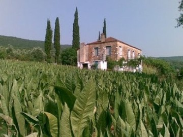 Αύξηση εξαγωγών στα καπνά για πρώτη φορά μετά το 2005