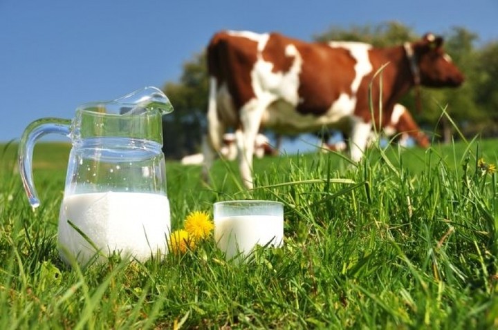  Ποιά ελληνική εταιρία γάλακτος αντιστέκεται στην κρίση