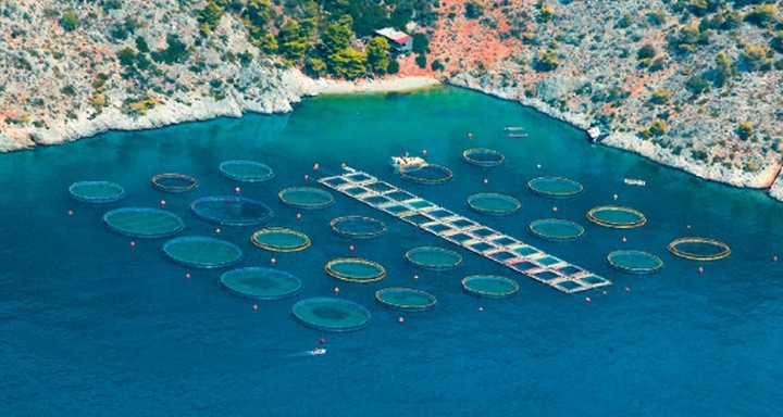 Η σφήνα Ross στις ιχθυοκαλλιέργειες και το μεγάλο παζάρι με τις τράπεζες