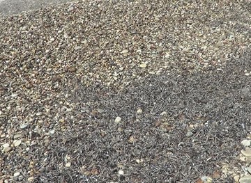 Χιλιάδες νεκρά ψάρια στη Σάμο 