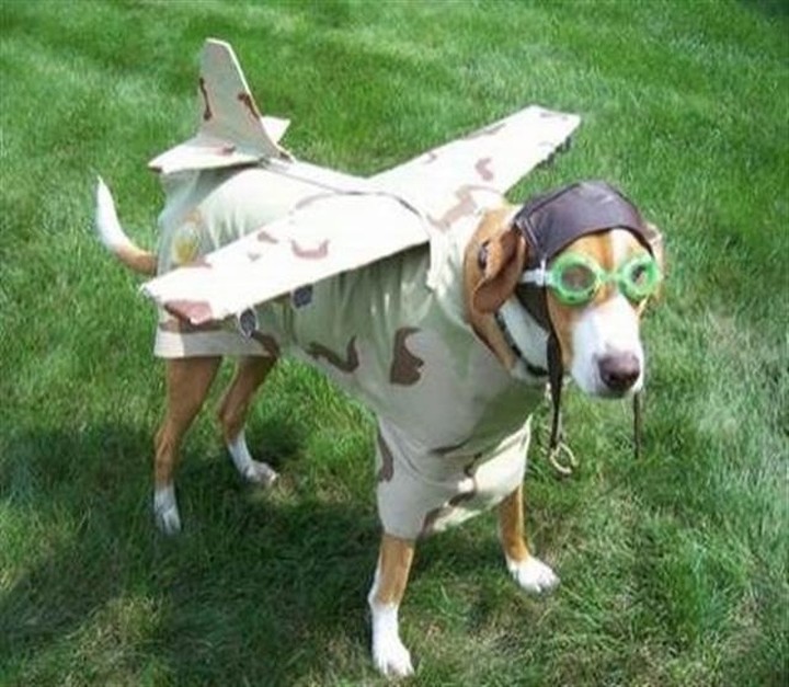 Αirplane... dog: Πτήσεις χωρίς προβλήματα