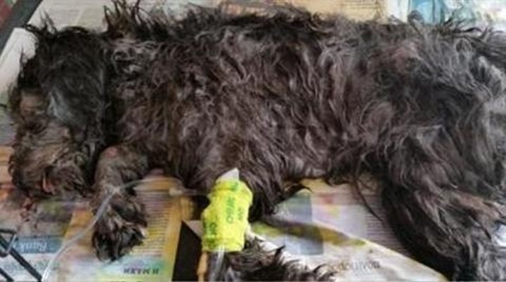 Σε διαθεσιμότητα υπάλληλοι ξενοδοχείου για κακοποίηση σκυλιού