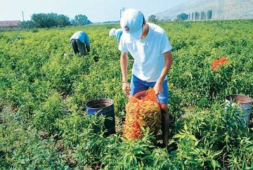 Τράπεζα Πειραιώς: Νέα συμφωνία για συμβολαιακή γεωργία με τη «Ρήγας»