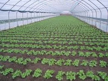  Στα μαρούλια.... το έριξαν πολυεθνικοί τεχνολογικοί κολοσσοί