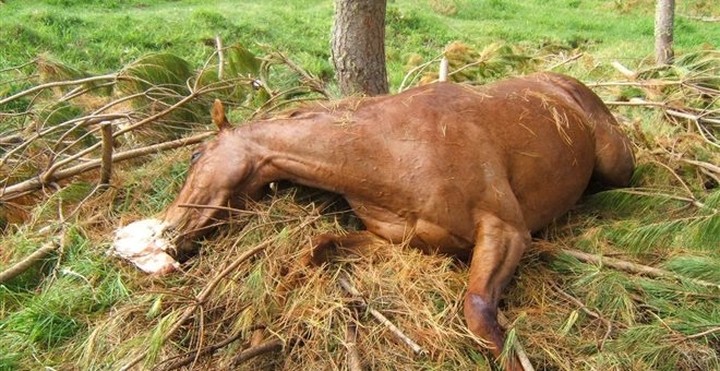 Δηλητηρίασαν 11 αλόγα στον Αχέροντα: Δύο νεκρά, 9 χαροπαλεύουν  