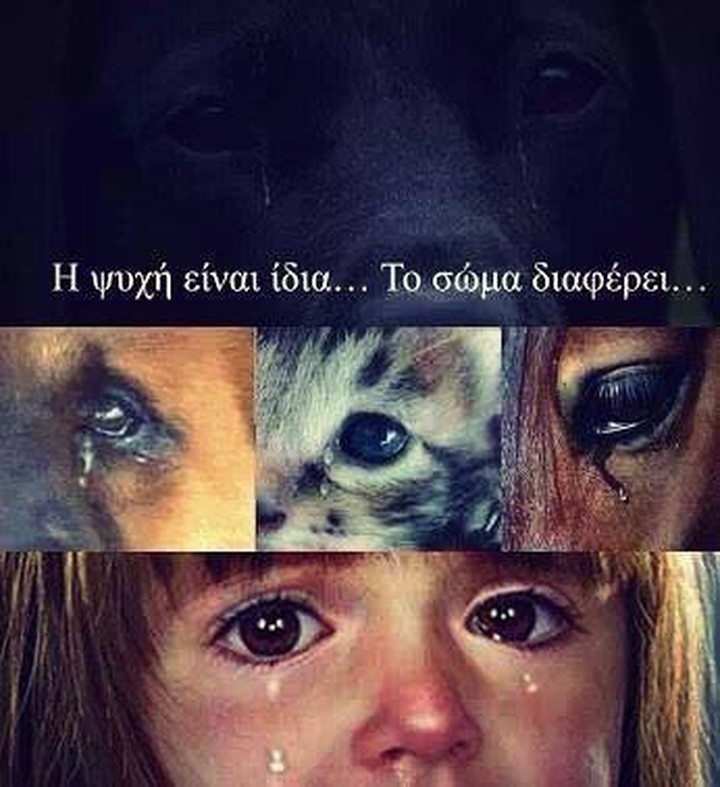 ΕΛ.ΑΣ: Καταγγείλτε την κακοποίηση των ζώων
