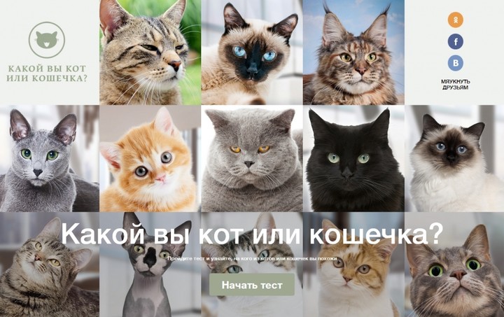 Η μεγαλύτερη ρωσική τράπεζα μαζί με κάθε στεγαστικό δίνει ...γάτα!