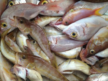 Μπλόκο σε ψάρια και ακτινίδια σε έλεγχο τροφίμων