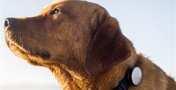 «Έξυπνα» κολάρα ειδοποιούν για προβλήματα υγείας