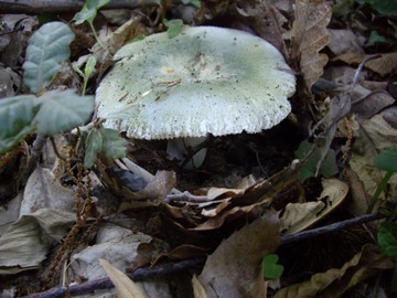 ΕΦΕΤ: Οδηγίες για τη συλλογή και κατανάλωση άγριων μανιταριών