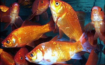 Έριξαν λίγα χρυσόψαρα σε λίμνη, πολλαπλασιάστηκαν και τώρα απειλούν το οικοσύστημα