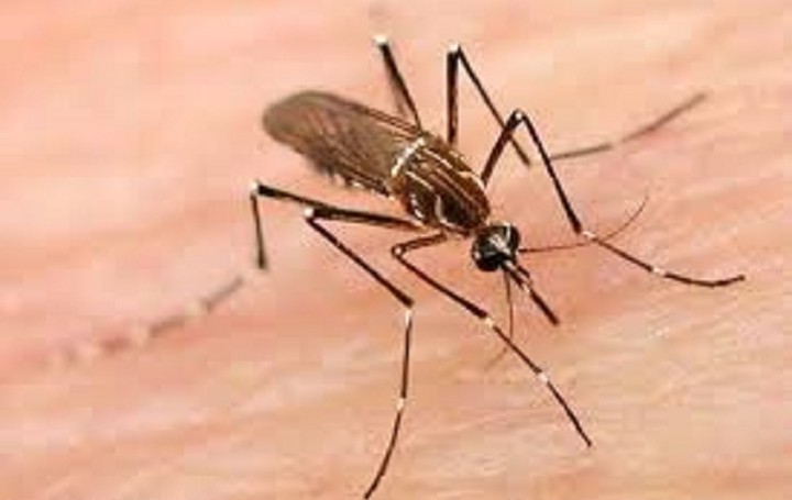 Τα κουνούπια διαλέγουν ποιους θα τσιμπήσουν - Ποιοι έρχονται πρώτοι στις προτιμήσεις τους