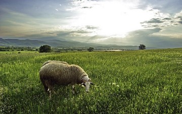 «Καμπάνα» εκατομμυρίων ρίχνει η Κομισιόν για τους βοσκότοπους στην Ελλάδα