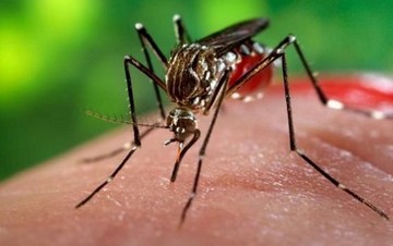 Πώς θα φτιάξετε μόνοι σας αντικουνουπικά εύκολα και οικονομικά (Βίντεο)