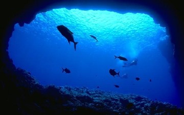 Κάντε «βουτιά» στα βάθη του ωκεανού από την οθόνη του υπολογιστή σας