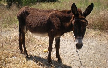 Σε ποιο ελληνικό νησί τα γαϊδούρια αποκτούν αριθμό κυκλοφορίας