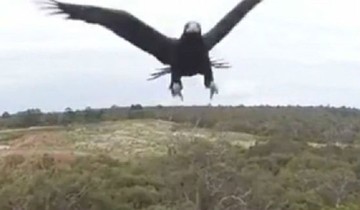 Επίθεση αετού σε drone - Δείτε το βίντεο όπως το κατέγραψε η κάμερα
