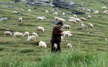 Καταβλήθηκαν αποζημιώσεις σε κτηνοτρόφους
