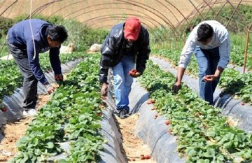 Πρόστιμα «μαμούθ» για όσους δεν δηλώνουν τους αλλοδαπούς εργάτες