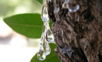  Αυτό είναι το … χρυσάφι της Χίου