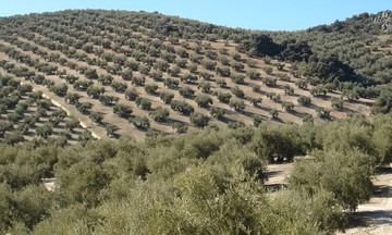 Πώς να σώσετε το χωράφι σας!