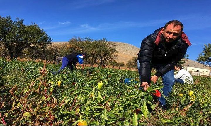 Τρόπoς ζωής η πιπεριά Φλωρίνης: Ανοίγει πόρτες στα delicatessen του κόσμου