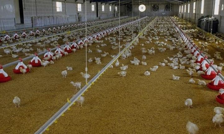  Τα κοτόπουλα ΠΙΝΔΟΣ «ταξιδεύουν» σε Τουρκία και Κίνα