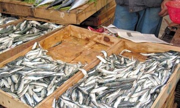 Κατάσχεση αλιευμάτων που ξεπερνούν τους 21 τόνους