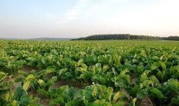 Ενισχύσεις de minimis 65 ευρώ/στρέμμα στους τευτλοπαραγωγούς