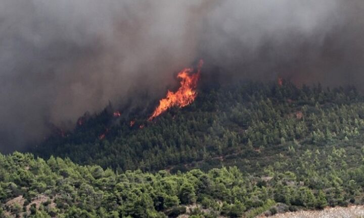 Εύβοια: Πυρκαγιά σε πευκοδάσος στη Λίμνη