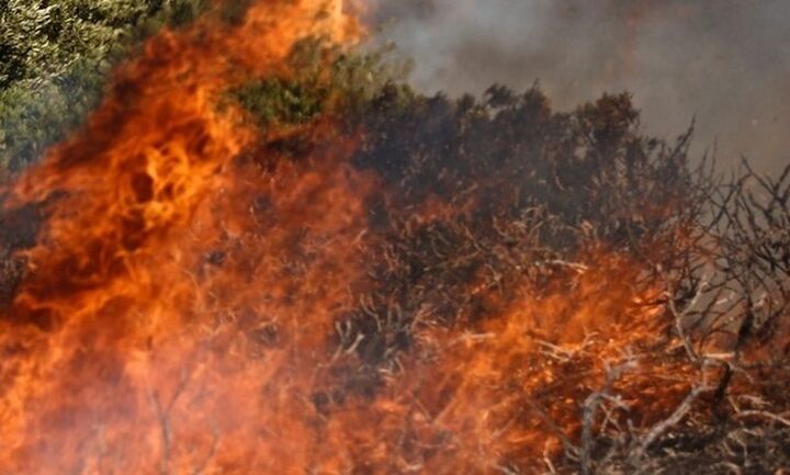 Φωτιά σε δασική έκταση στην περιοχή Σμέρνα της Ηλείας