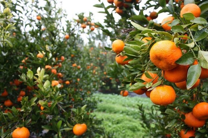 INCOFRUIT-HELLAS: Ιστορικό ρεκόρ εξαγωγών σε αγγούρια και μανταρίνια