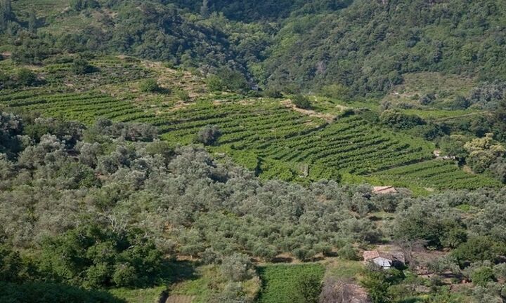 Επίσκεψη Αμυρά στην Φωκίδα για τους δασικούς χάρτες