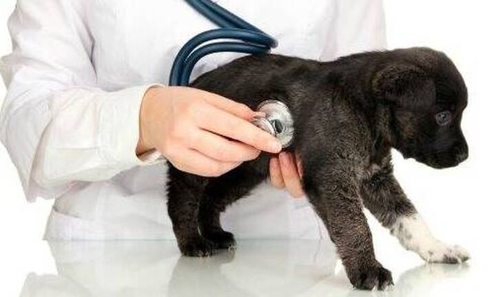 Οι κτηνίατροι απεργούν για το σχέδιο νόμου για τα ζώα συντροφιάς