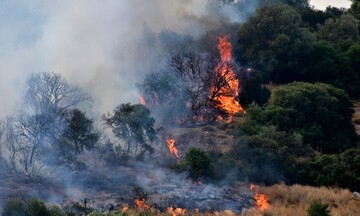  Πυρκαγιά σε δασική έκταση στην Εύβοια