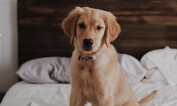 Κατοικίδια με κορωνοϊό - Ολα όσα πρέπει να ξέρετε