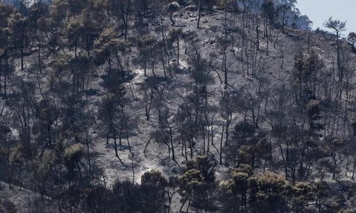 Περισσότερα από 650.000 στρέμματα οι καμένες εκτάσεις σε Εύβοια, Αττική, Λακωνία