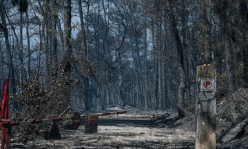 Αποκαρδιωτικά στοιχεία: Οι πυρκαγιές έκαψαν το 1/6 των δασών της Αττικής