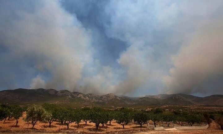 Πυρκαγιά σε δασική έκταση στην Κακιά Θάλασσα Κερατέας