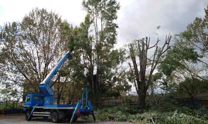  ΥΠΕΝ: Απλοποιείται η διαδικασία για κοπή δέντρων σε ιδιωτικές εκτάσεις, εκτός ορίων οικισμού