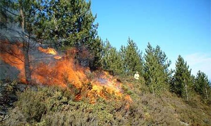 Πυρκαγιά σε δασική έκταση στην Ηλεία