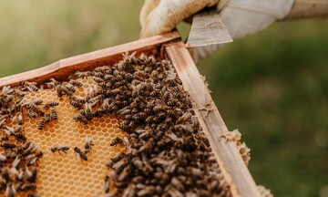Σήμα κινδύνου για τους μελισσοπαραγωγούς