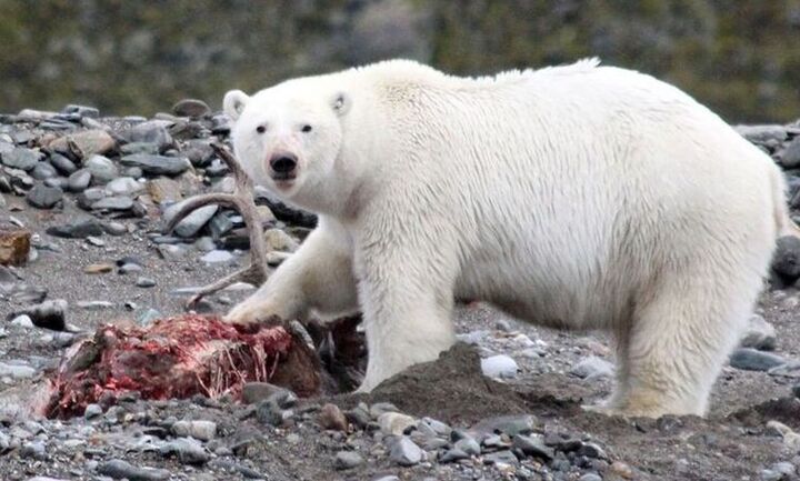 Πολική αρκούδα κατασπαράζει τάρανδο - Κανονική συμπεριφορά ή κλιματική αλλαγή; (pic & vid)