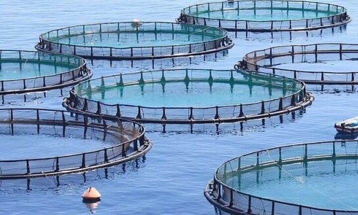 ΕΛΣΤΑΤ: Αυξήθηκε 3,4% η παραγωγή των εκτρεφόμενων – καλλιεργούμενων ειδών υδατοκαλλιέργειας το 2020