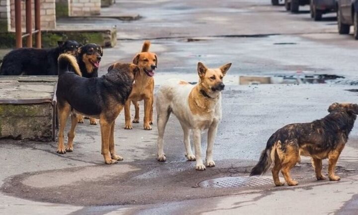 Ηλεία: Σκότωσαν σκυλιά με δηλητηριασμένα πουλιά